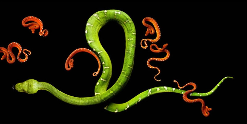 La increíble belleza de las serpientes venenosas en el proyecto fotográfico de Mark Light