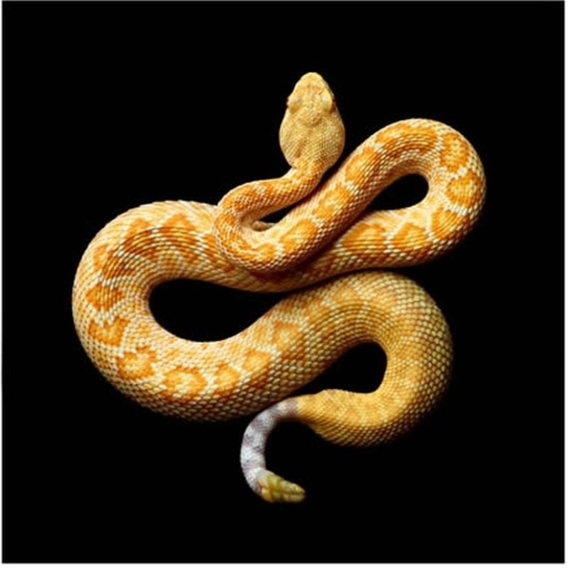 La increíble belleza de las serpientes venenosas en el proyecto fotográfico de Mark Light