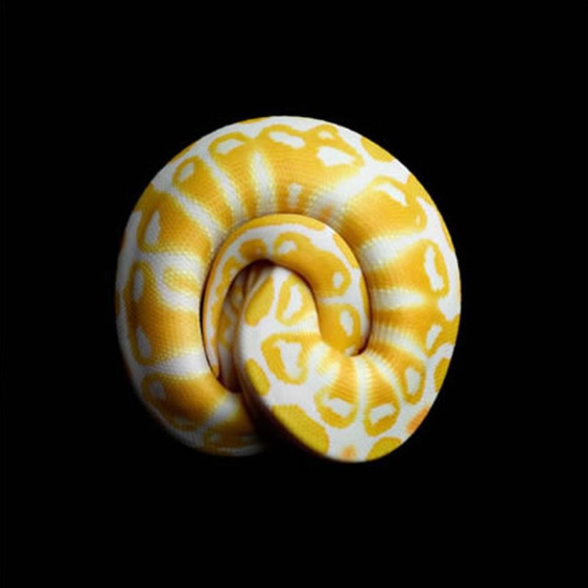La increíble belleza de las serpientes venenosas en el proyecto fotográfico de Mark Light