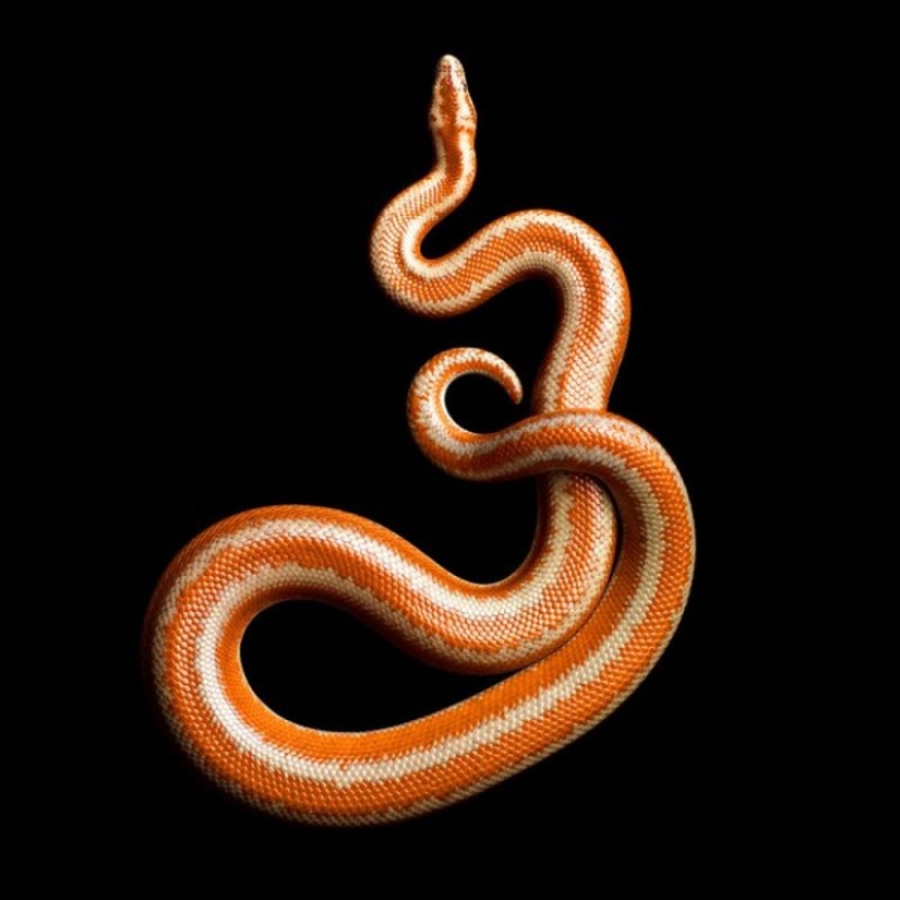La increíble belleza de las serpientes venenosas en el proyecto fotográfico de Mark Light