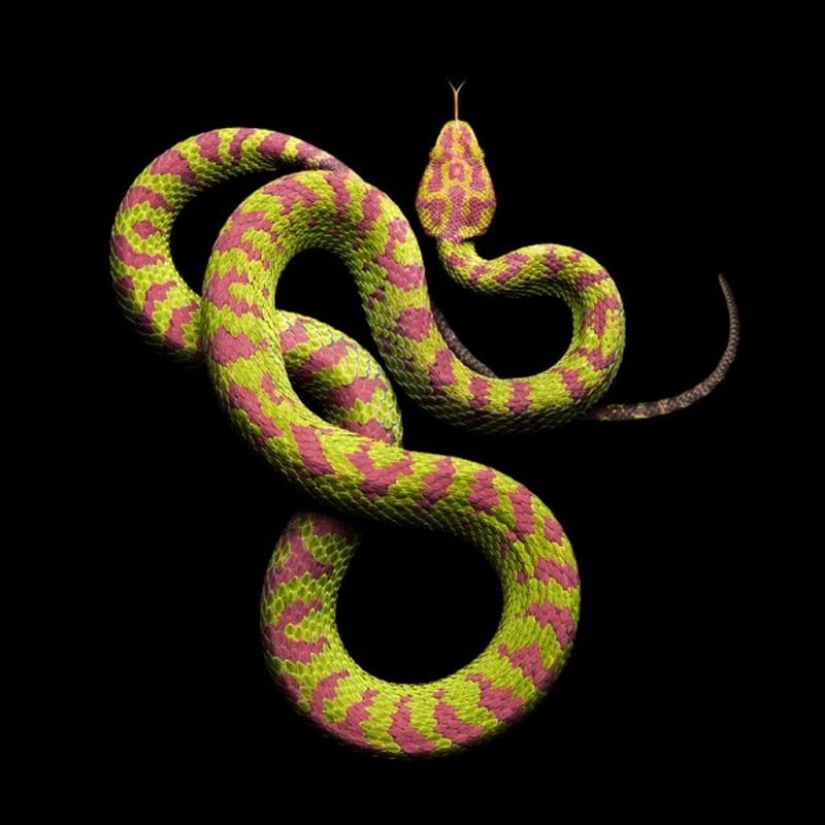 La increíble belleza de las serpientes venenosas en el proyecto fotográfico de Mark Light
