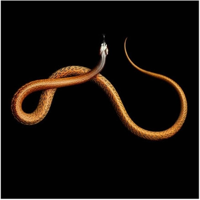 La increíble belleza de las serpientes venenosas en el proyecto fotográfico de Mark Light