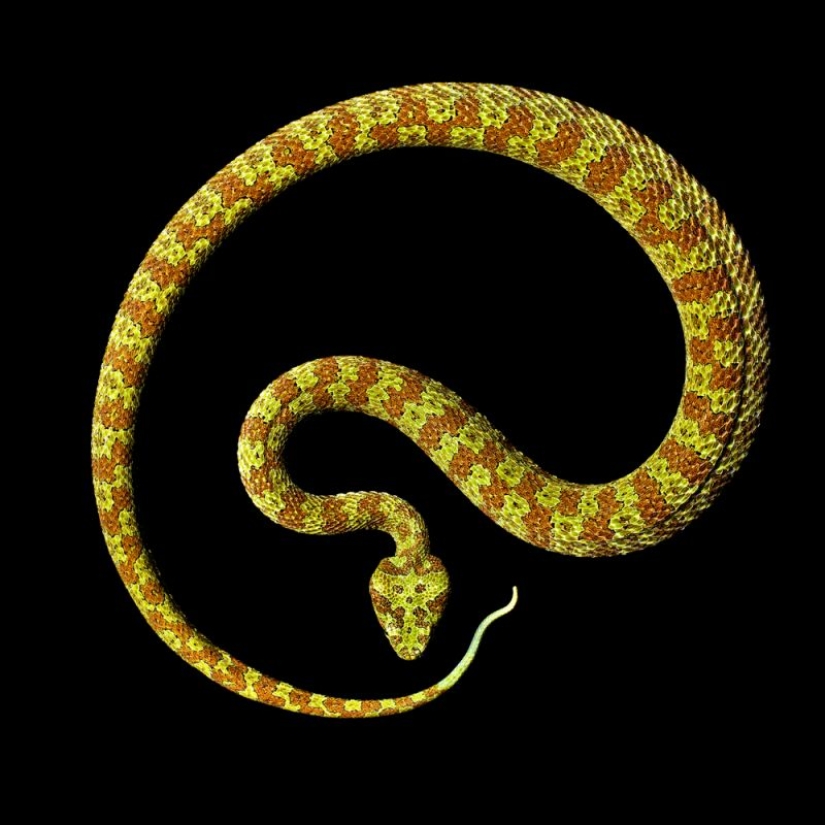 La increíble belleza de las serpientes venenosas en el proyecto fotográfico de Mark Light