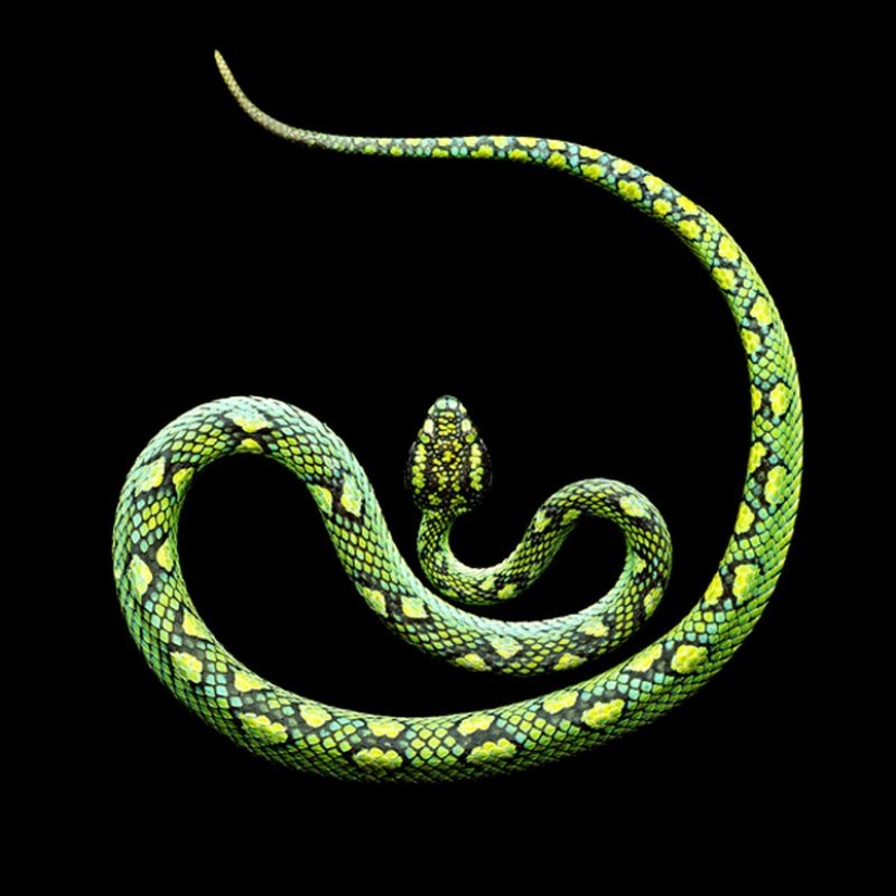 La increíble belleza de las serpientes venenosas en el proyecto fotográfico de Mark Light