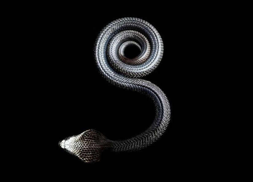 La increíble belleza de las serpientes venenosas en el proyecto fotográfico de Mark Light