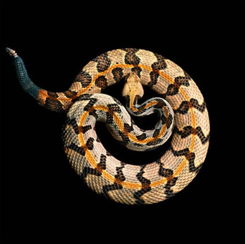 La increíble belleza de las serpientes venenosas en el proyecto fotográfico de Mark Light