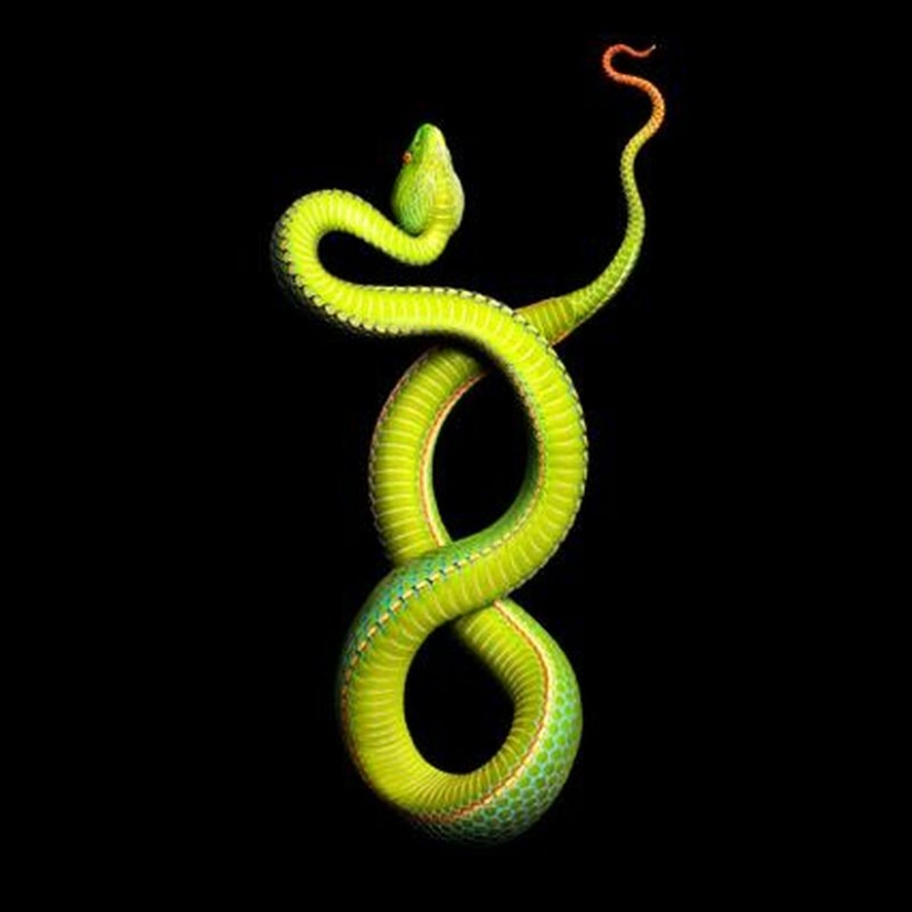 La increíble belleza de las serpientes venenosas en el proyecto fotográfico de Mark Light
