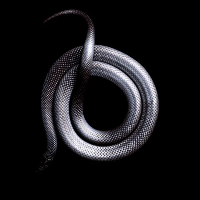 La increíble belleza de las serpientes venenosas en el proyecto fotográfico de Mark Light