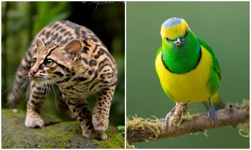 La increíble habitantes de los bosques tropicales de Costa Rica, en el lente de la Suprita sahoo