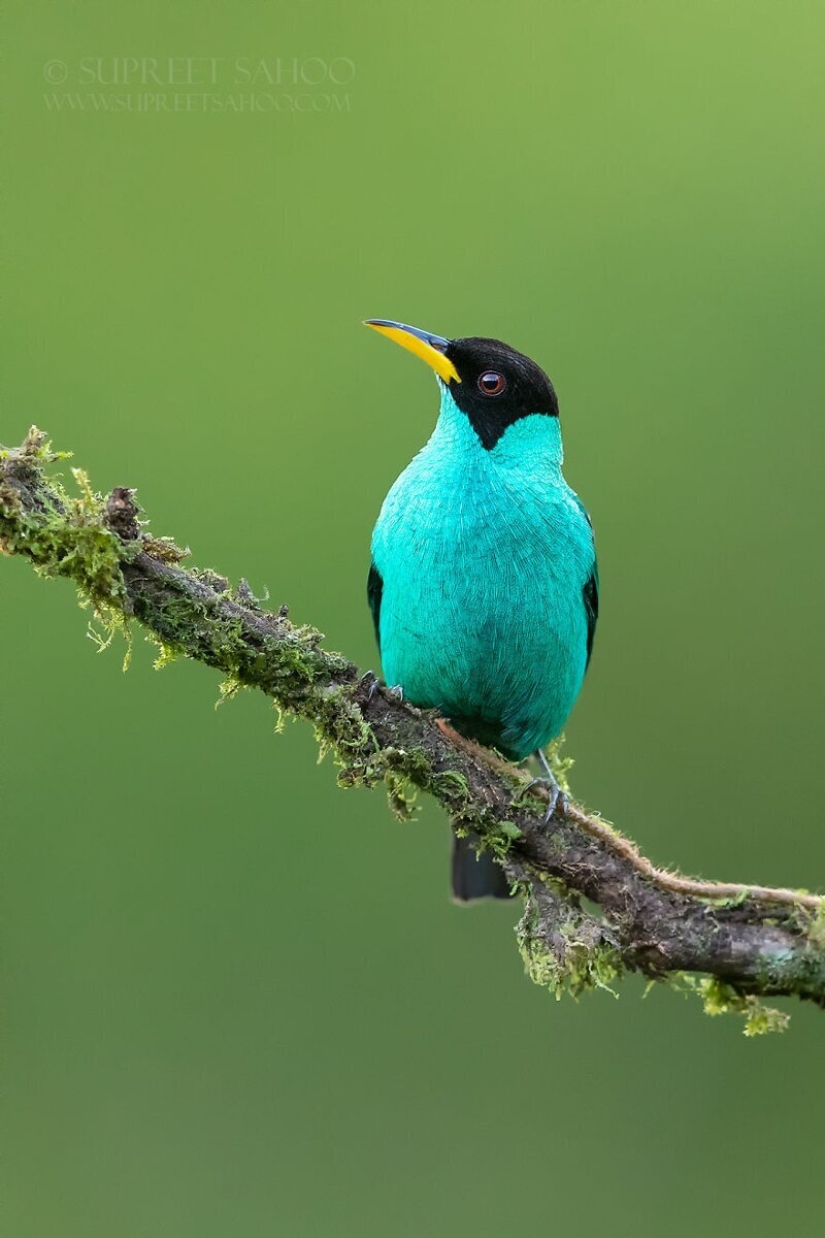 La increíble habitantes de los bosques tropicales de Costa Rica, en el lente de la Suprita sahoo