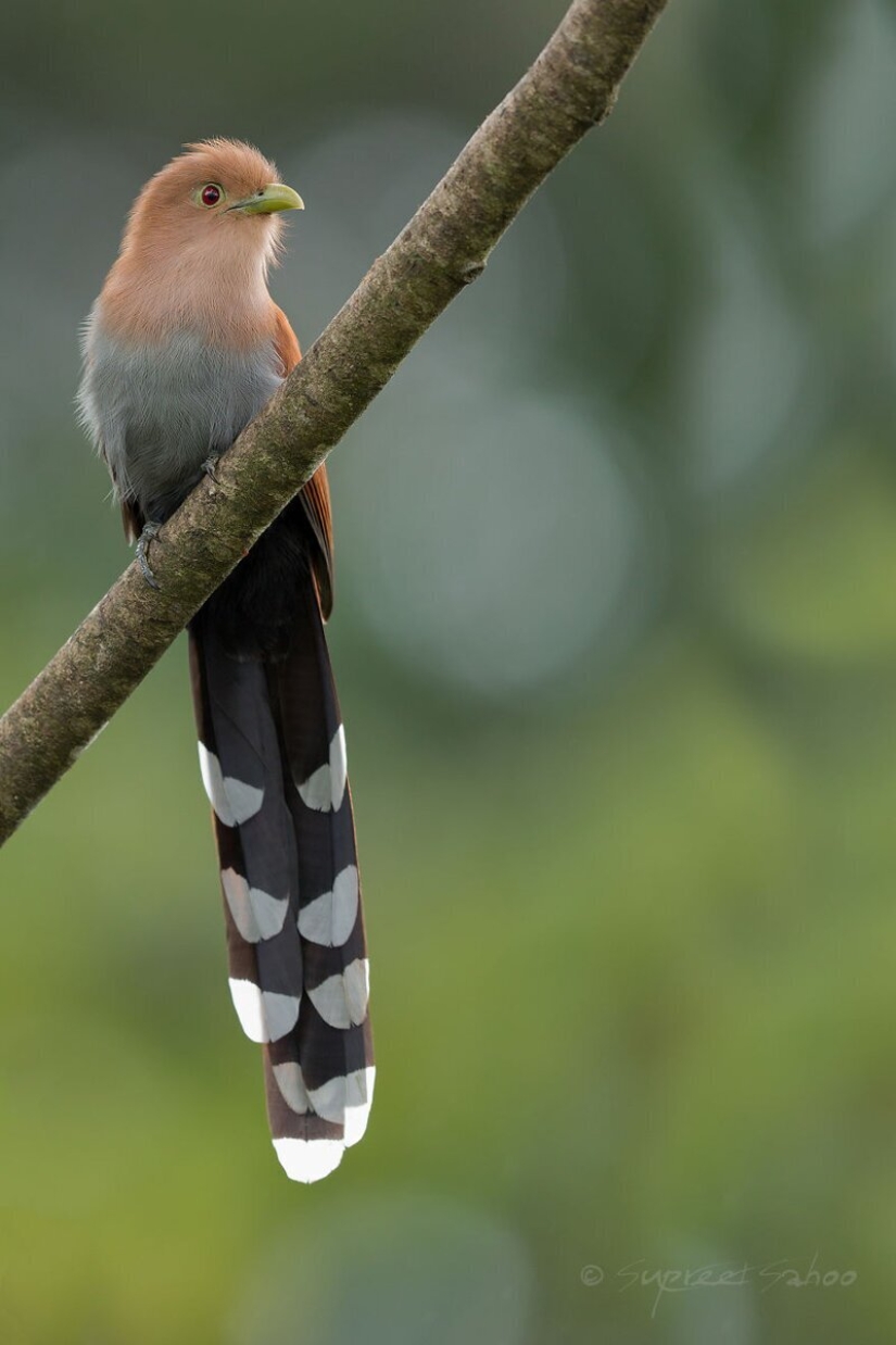 La increíble habitantes de los bosques tropicales de Costa Rica, en el lente de la Suprita sahoo