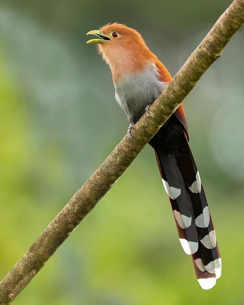 La increíble habitantes de los bosques tropicales de Costa Rica, en el lente de la Suprita sahoo