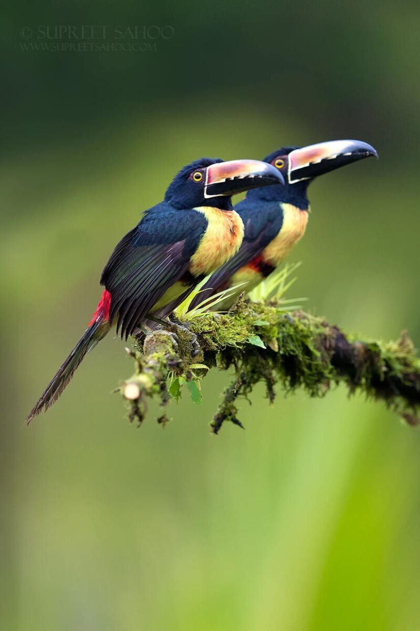La increíble habitantes de los bosques tropicales de Costa Rica, en el lente de la Suprita sahoo