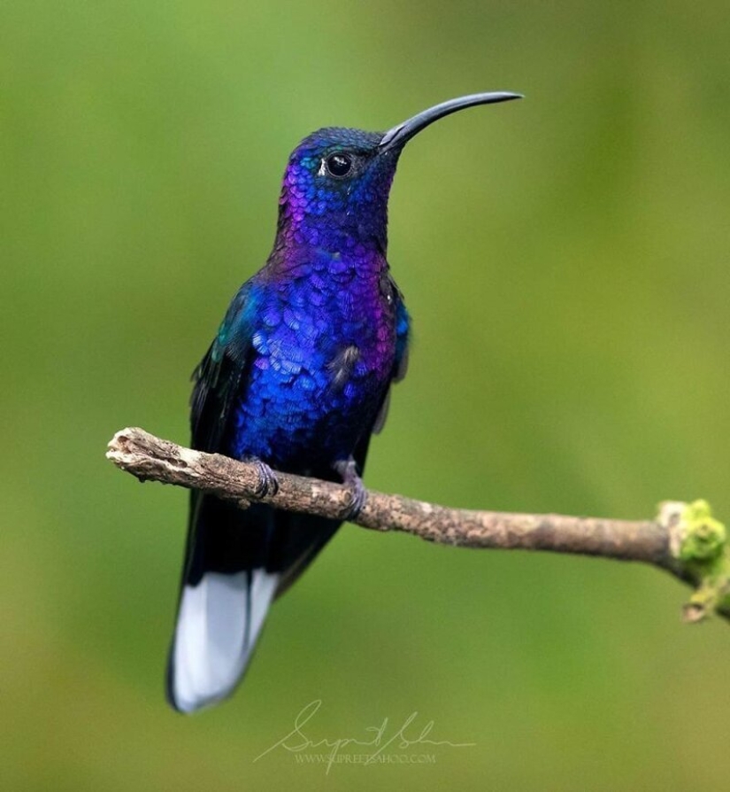 La increíble habitantes de los bosques tropicales de Costa Rica, en el lente de la Suprita sahoo