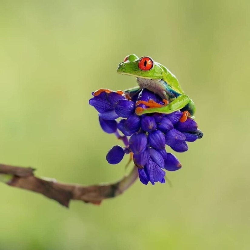 La increíble habitantes de los bosques tropicales de Costa Rica, en el lente de la Suprita sahoo