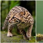 La increíble habitantes de los bosques tropicales de Costa Rica, en el lente de la Suprita sahoo
