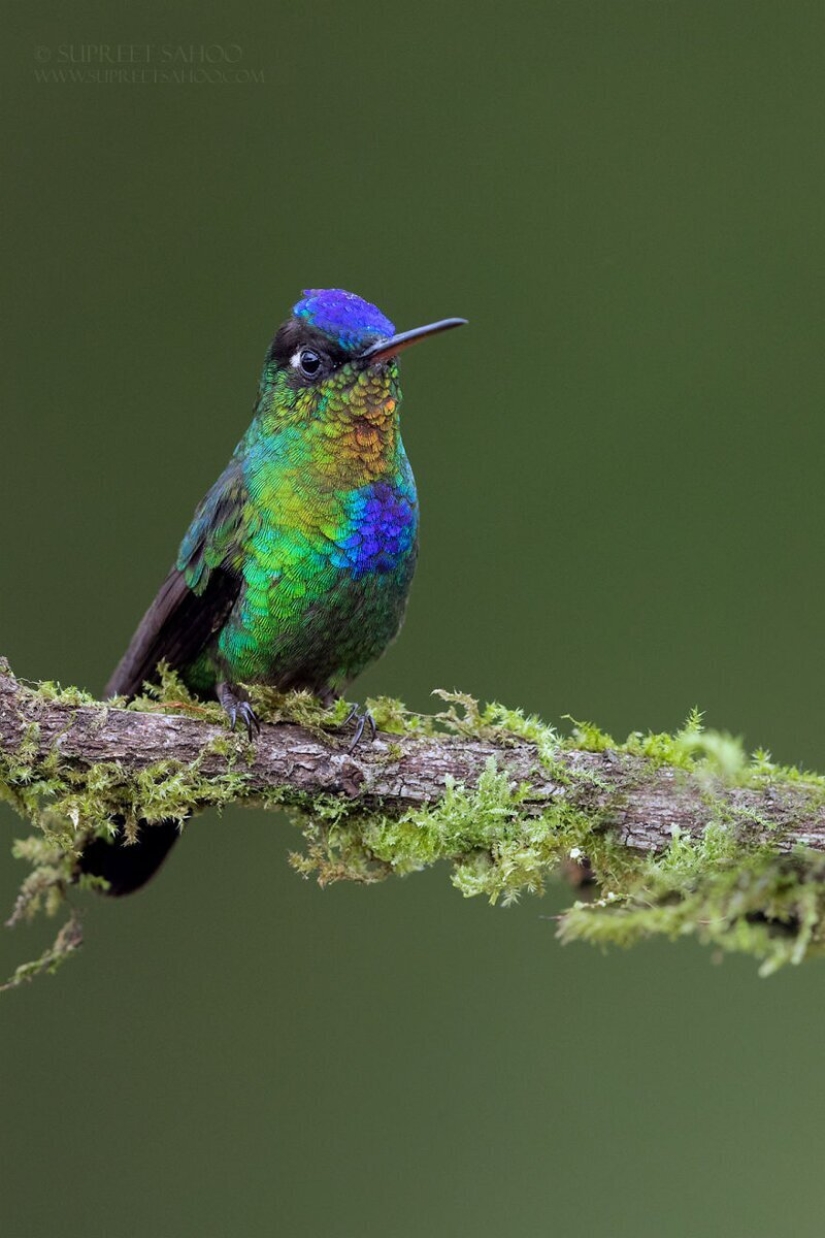 La increíble habitantes de los bosques tropicales de Costa Rica, en el lente de la Suprita sahoo