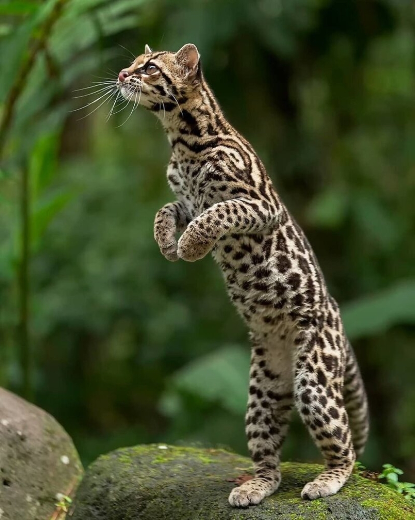 La increíble habitantes de los bosques tropicales de Costa Rica, en el lente de la Suprita sahoo