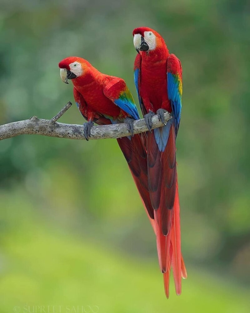 La increíble habitantes de los bosques tropicales de Costa Rica, en el lente de la Suprita sahoo