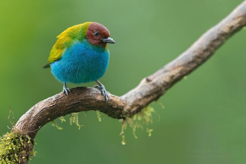 La increíble habitantes de los bosques tropicales de Costa Rica, en el lente de la Suprita sahoo