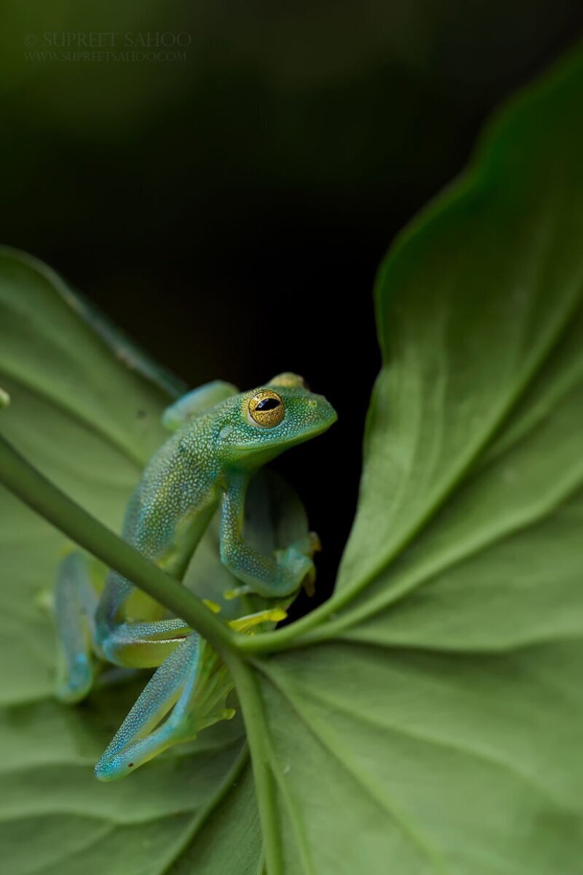 La increíble habitantes de los bosques tropicales de Costa Rica, en el lente de la Suprita sahoo
