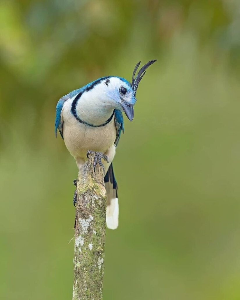 La increíble habitantes de los bosques tropicales de Costa Rica, en el lente de la Suprita sahoo