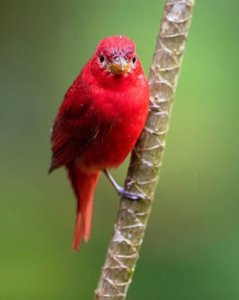 La increíble habitantes de los bosques tropicales de Costa Rica, en el lente de la Suprita sahoo