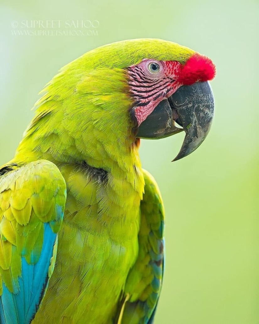 La increíble habitantes de los bosques tropicales de Costa Rica, en el lente de la Suprita sahoo