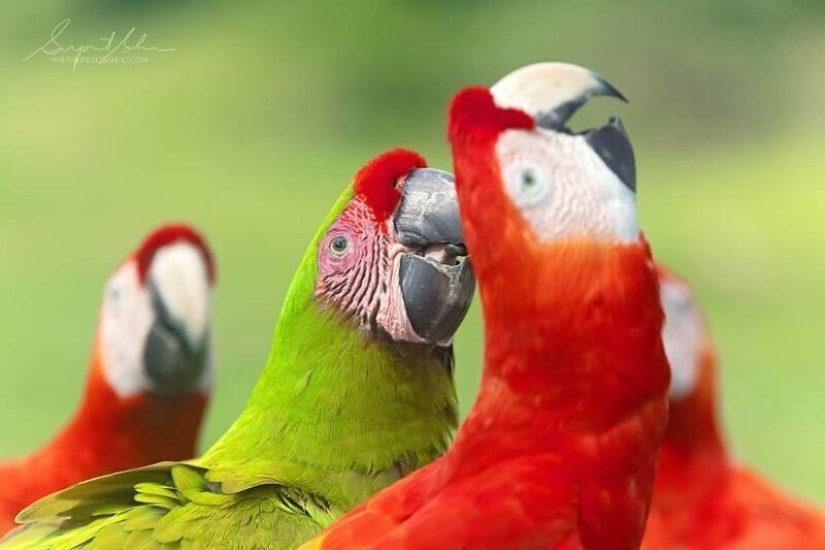 La increíble habitantes de los bosques tropicales de Costa Rica, en el lente de la Suprita sahoo