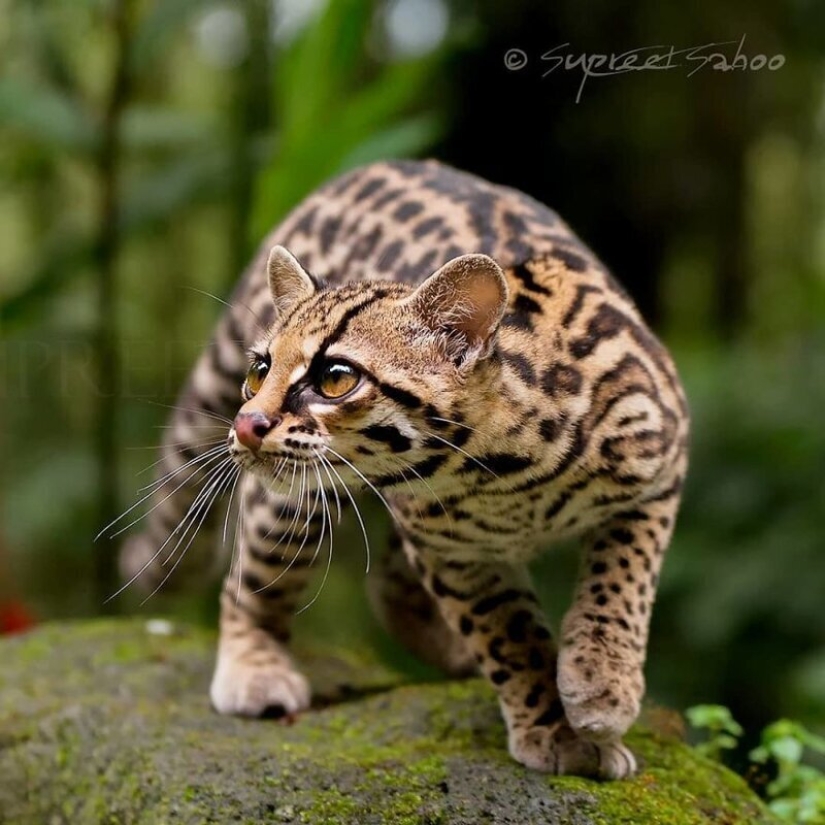La increíble habitantes de los bosques tropicales de Costa Rica, en el lente de la Suprita sahoo