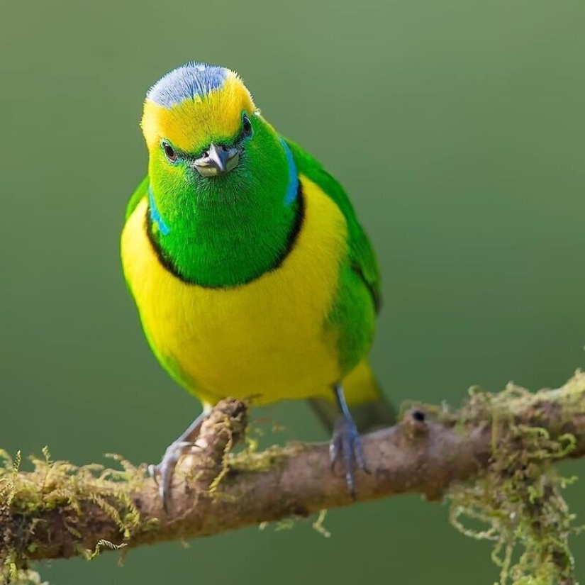 La increíble habitantes de los bosques tropicales de Costa Rica, en el lente de la Suprita sahoo