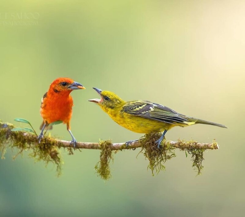 La increíble habitantes de los bosques tropicales de Costa Rica, en el lente de la Suprita sahoo