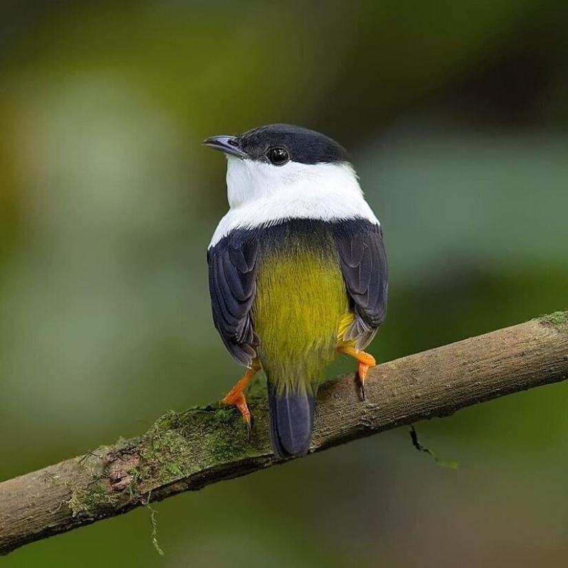 La increíble habitantes de los bosques tropicales de Costa Rica, en el lente de la Suprita sahoo