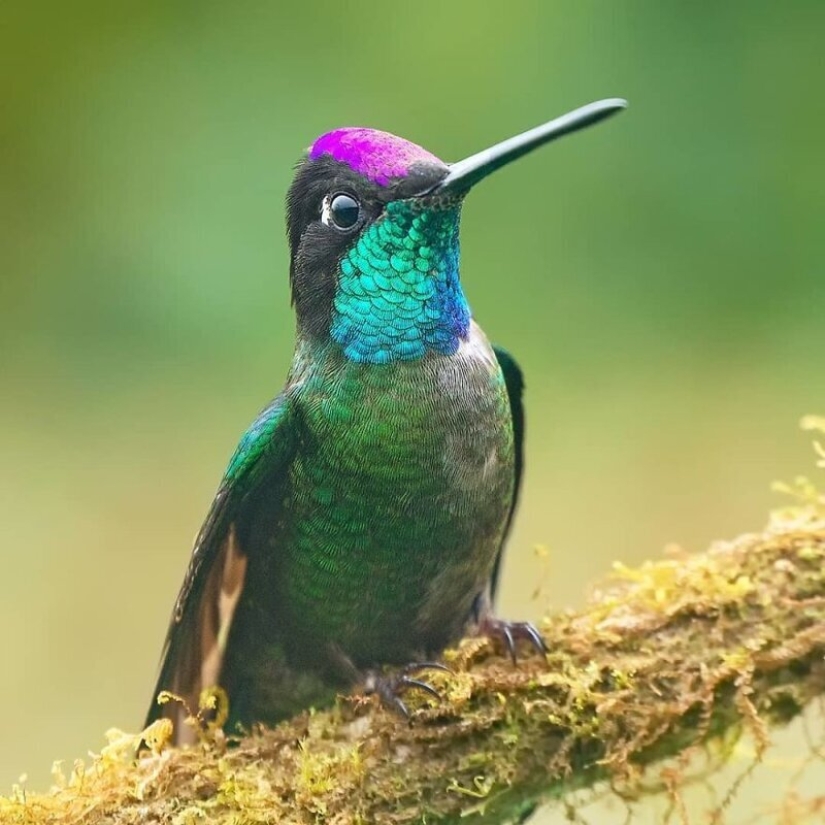 La increíble habitantes de los bosques tropicales de Costa Rica, en el lente de la Suprita sahoo