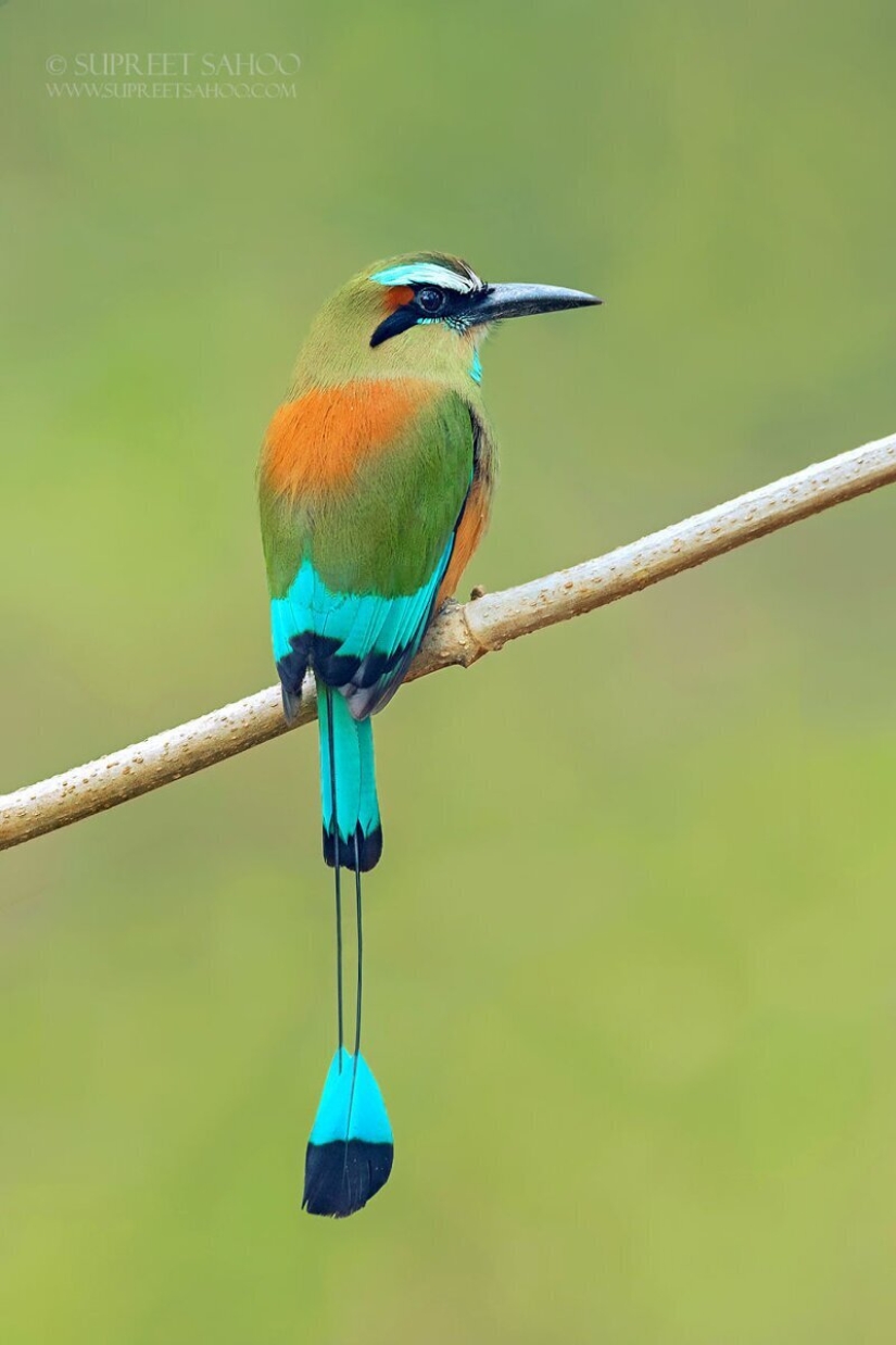 La increíble habitantes de los bosques tropicales de Costa Rica, en el lente de la Suprita sahoo