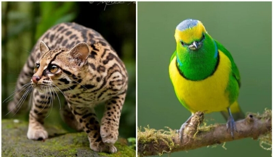 La increíble habitantes de los bosques tropicales de Costa Rica, en el lente de la Suprita sahoo