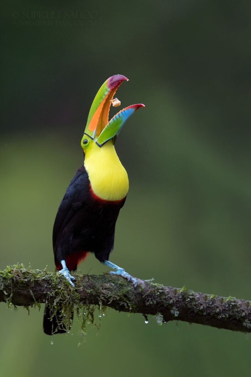La increíble habitantes de los bosques tropicales de Costa Rica, en el lente de la Suprita sahoo