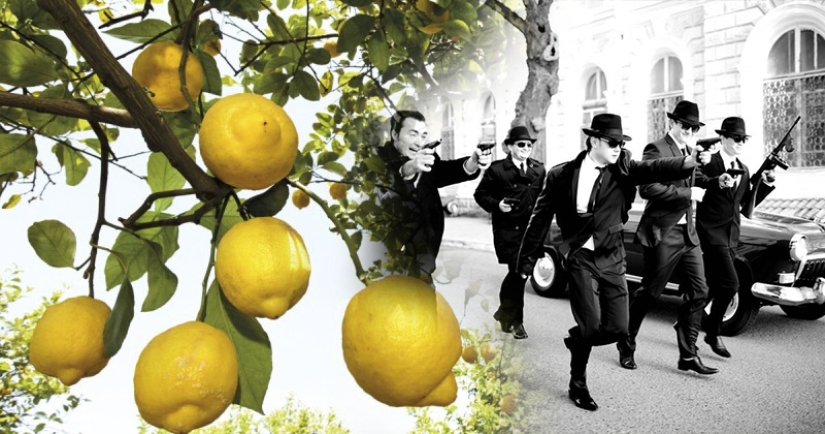 La mafia siciliana: cómo la demanda de limones dio origen a la organización criminal más poderosa del mundo La mafia siciliana: cómo la demanda de limones dio origen a la organización criminal más poderosa del mundo