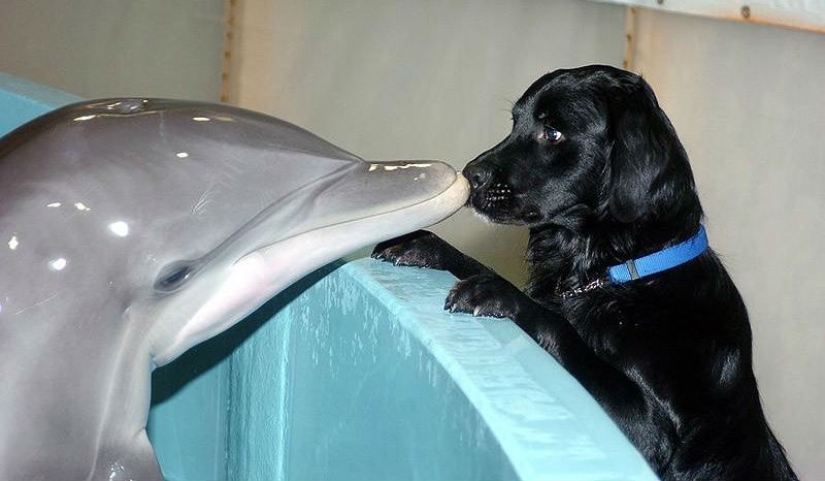 La mayoría de los hechos sorprendentes acerca de los delfines