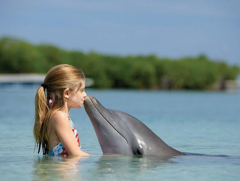 La mayoría de los hechos sorprendentes acerca de los delfines