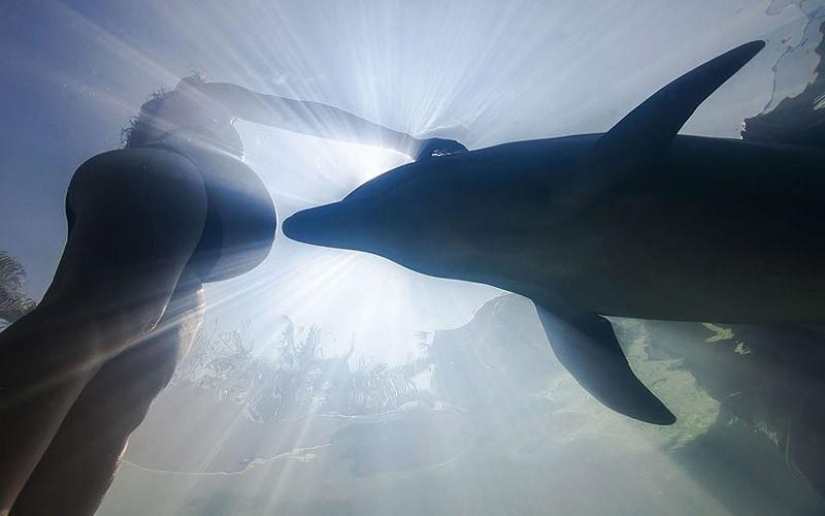 La mayoría de los hechos sorprendentes acerca de los delfines