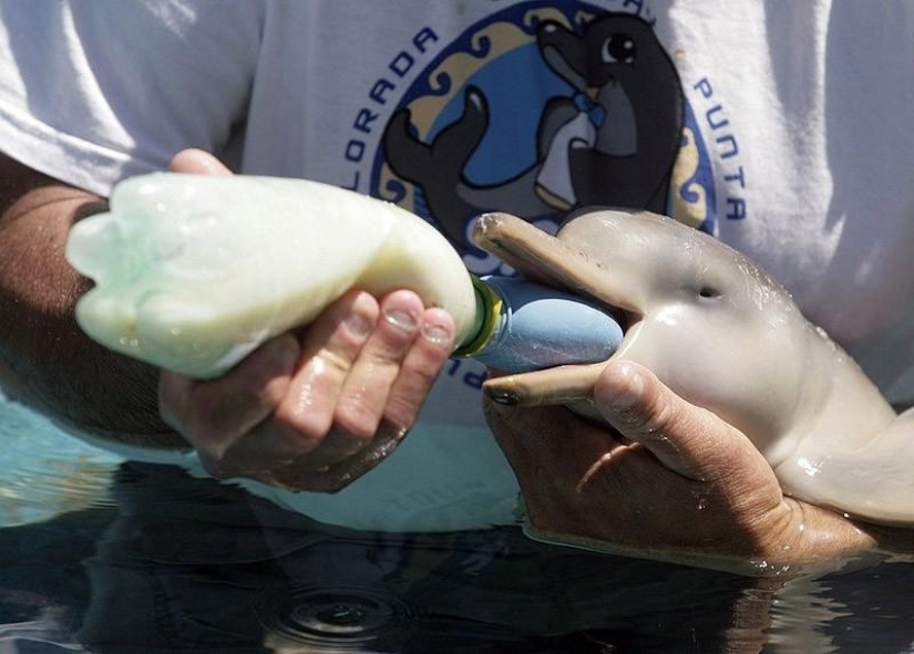 La mayoría de los hechos sorprendentes acerca de los delfines