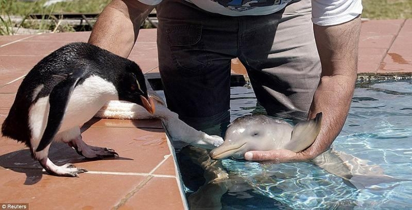 La mayoría de los hechos sorprendentes acerca de los delfines