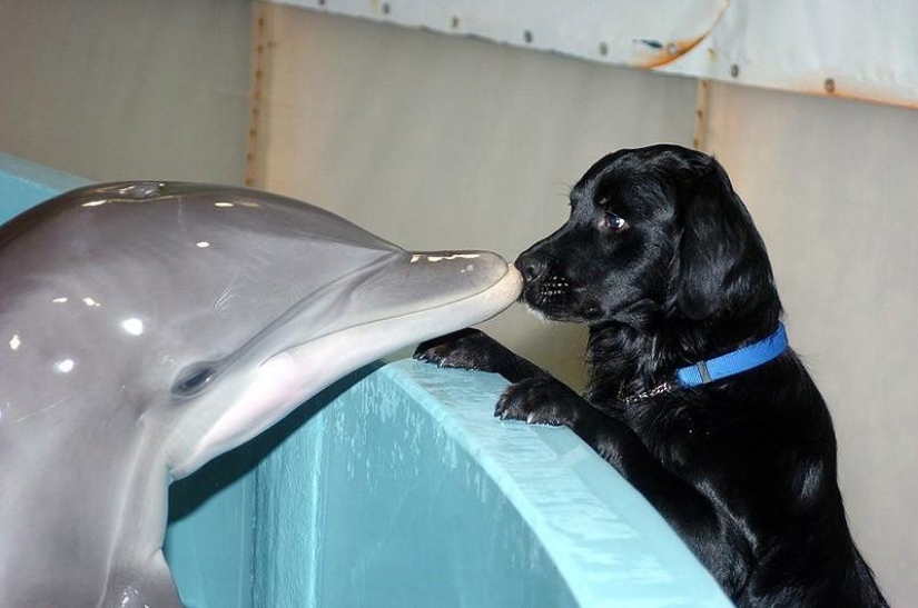 La mayoría de los hechos sorprendentes acerca de los delfines