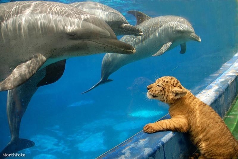 La mayoría de los hechos sorprendentes acerca de los delfines