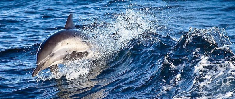 La mayoría de los hechos sorprendentes acerca de los delfines