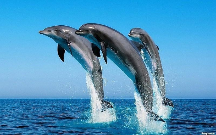 La mayoría de los hechos sorprendentes acerca de los delfines