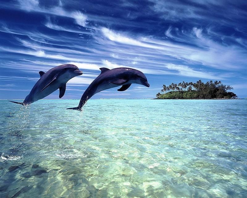La mayoría de los hechos sorprendentes acerca de los delfines