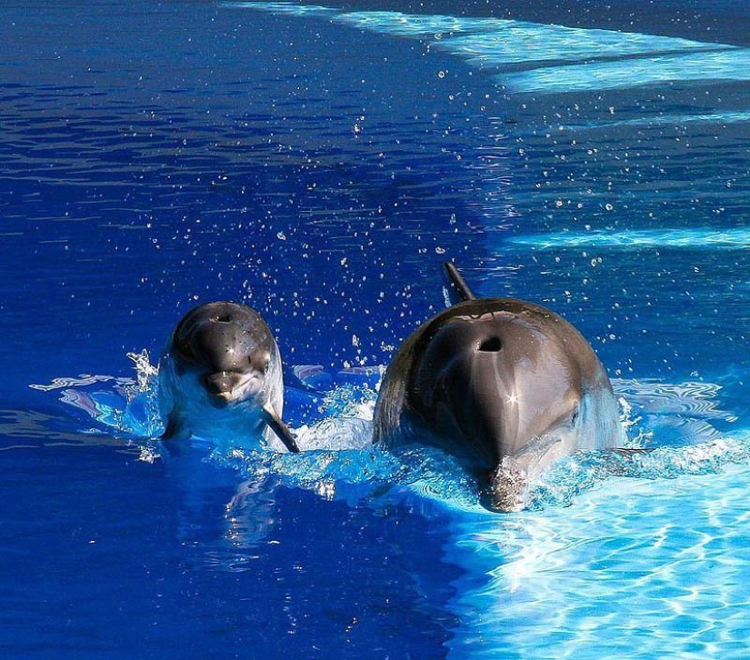 La mayoría de los hechos sorprendentes acerca de los delfines