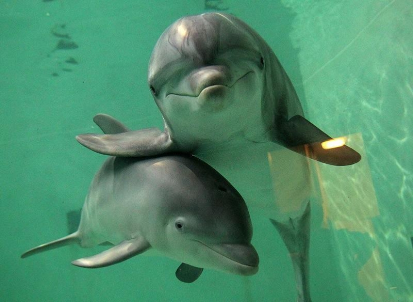 La mayoría de los hechos sorprendentes acerca de los delfines